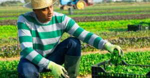 Federal freeze jeopardizes education for migrant farmworkers in Idaho – KTVB