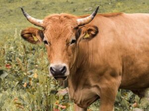 Buy beef from 2014 to 2019? You may be eligible for a cash payment – USA Today