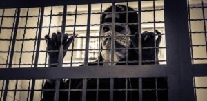 Woman arrested in CT part of crime ring known for wigs and disguises in thefts across US, police say – CT Insider