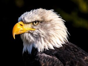 USA Today names the Philadelphia Eagles as one of the best places to work in the country – Philadelphia Eagles