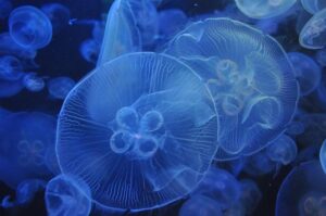 Tennessee Aquarium voted 3rd best in the nation in USA Today competition – Local 3 News