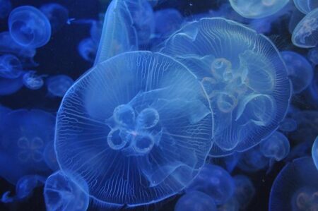 Tennessee Aquarium voted 3rd best in the nation in USA Today competition – Local 3 News