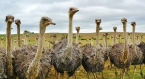 Australia joins US, UK in warning citizens about heightened crime and security risks in South Africa – Business Insider Africa