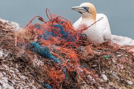 Ocean pollution and marine debris – NOAA (.gov)