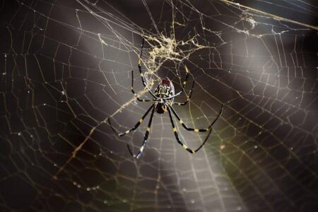 Joro spiders are back. Where you could see the giant invasive species – USA Today
