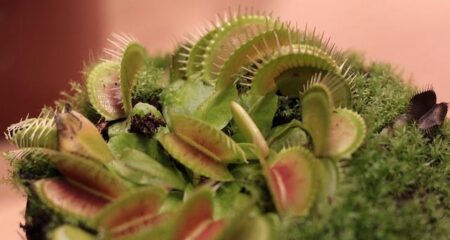 Flesh-eating screwworm has reached the US — a comeback driven by organized crime – CNN