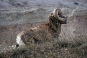 What is the crime rate in South Dakota? – USAFacts