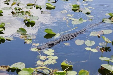 Is Florida football a fraud? USA TODAY Sports weighs in on Gators – Gators Wire
