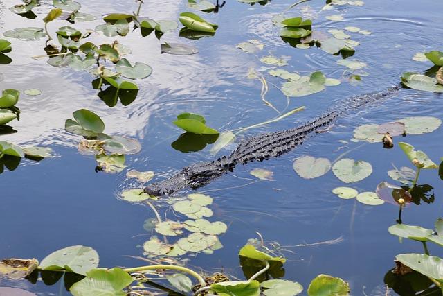 Is Florida Football Overhyped? A Closer Look at the Gators’ True Potential Is Florida football a fraud? USA TODAY Sports weighs in on Gators – Gators Wire