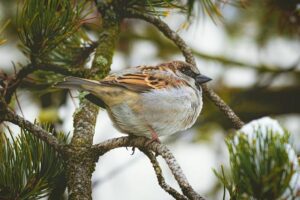 Sparrow’s anti-colonial education, ideologically aligned with USA – Trinidad Guardian