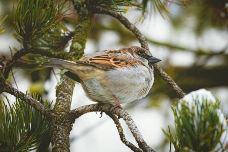 Sparrow’s Anti-Colonial Education Embraces Ideals Aligned with the USA Sparrow’s anti-colonial education, ideologically aligned with USA – Trinidad Guardian